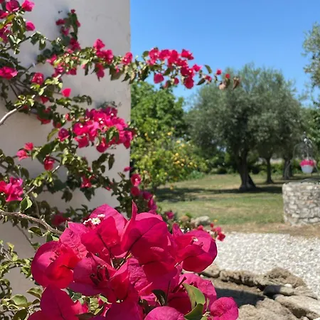 Dimora Tra Gli Ulivi Del Cilento